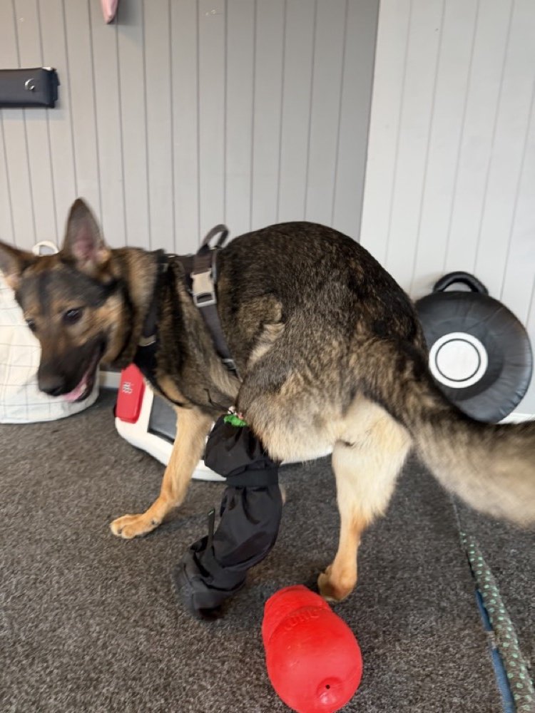 Kriger with Kong toy and strike pad