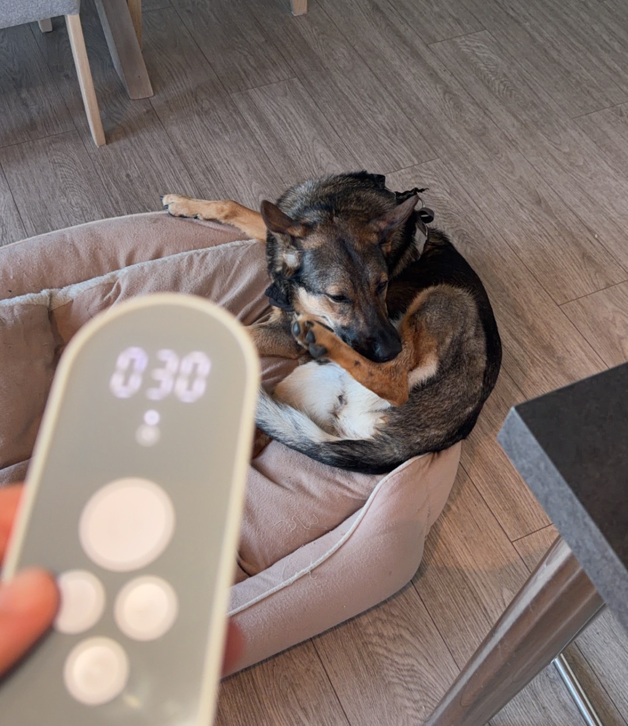 Nurosym vagusnervstimulator med ørepropper, schäferhunden Kriger krøllet sammen i hundeseng i bakgrunnen